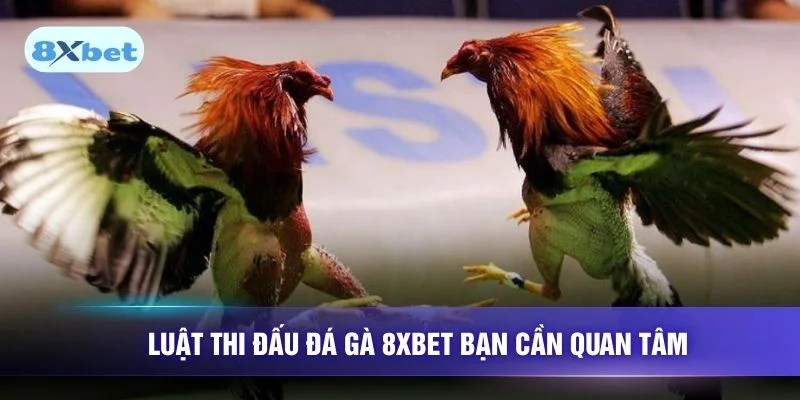 Luật thi đấu đá gà 8XBET bạn cần quan tâm